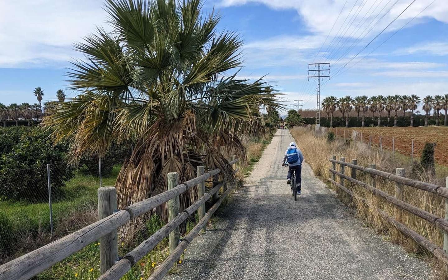 Rider on the Vía Verde between palm trees